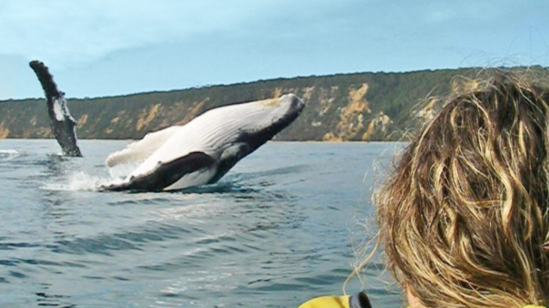 Join us for an unforgettable experience of Noosa North Shore's spectacular wildlife and natural beauty!  We take you on an isolated 4WD adventure to our Double Island Point destination for an epic Dolphin Kayaking Tour.